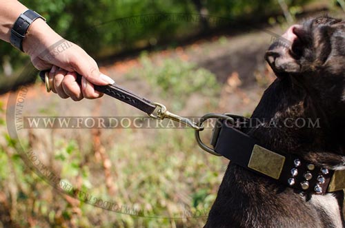 新式时髦比特犬项圈